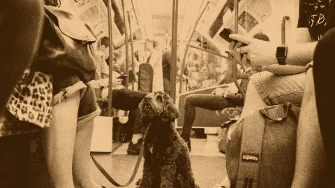 Old picture of dog